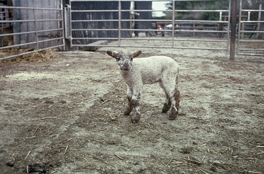 Lamb with moderate white muscle disease