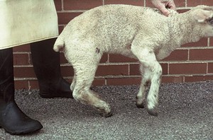 view Lamb with muscular dystrophy