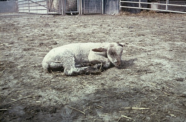 Lamb with muscular dystrophy - terminal