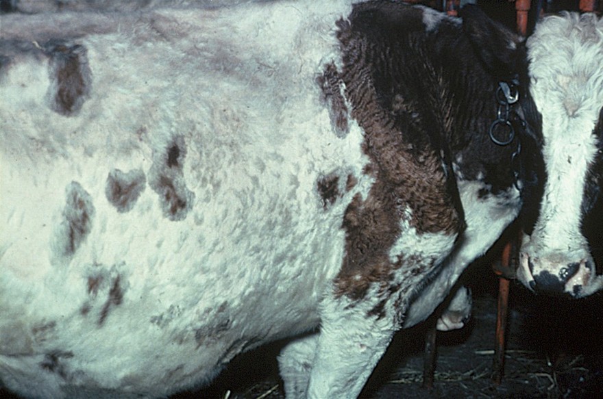 Cow with muscular dystrophy causing prominence of