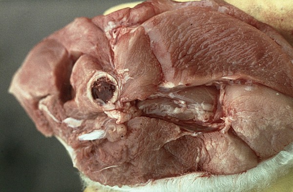 Muscular dystrophy - section thigh, lamb