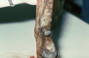 view Dog's foot: dry necrosis following freezing