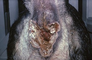 view A dog with anal furunculosis: liquefactive