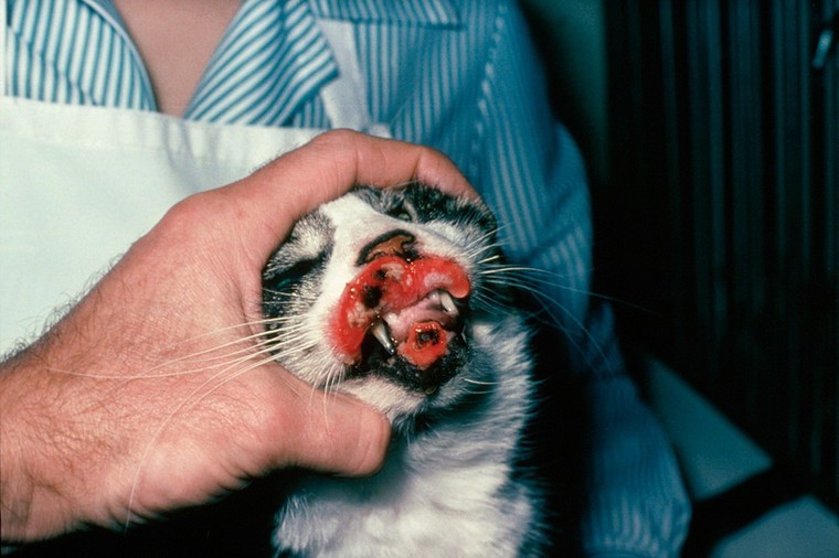 Cat rodent ulcer two days after freezing Wellcome Collection