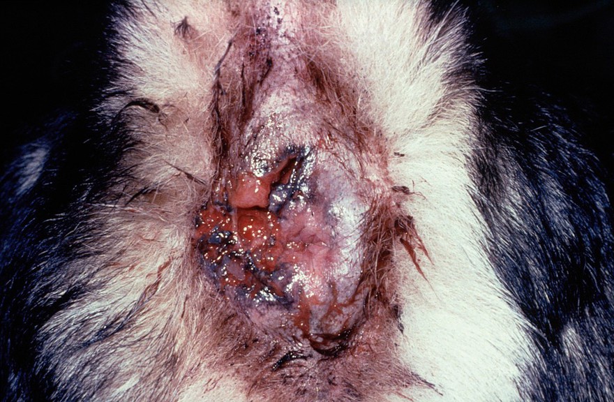 Anal furunculosis on a dog before freezing.