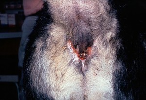 view Anal furunculosis on dog months aft freezing