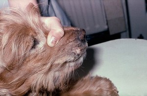 view Spaniel with fibrosarcoma on the lip