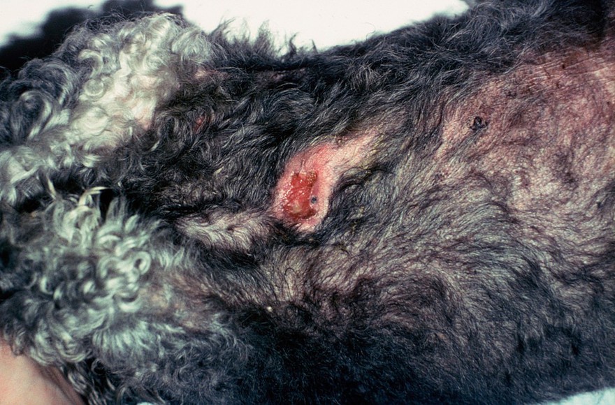 Dog with mammary tumour: after freezing