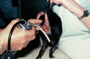 view Chihuahua with anal adenoma being treated