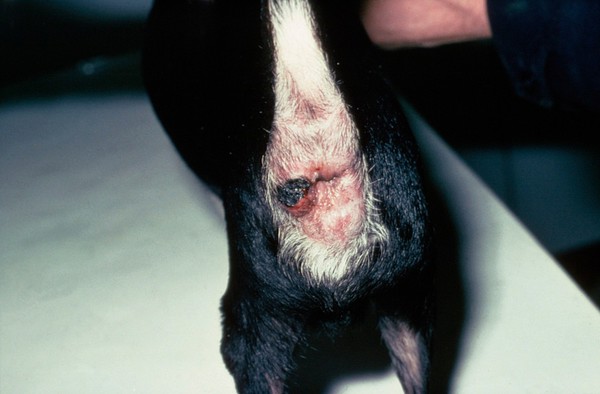 Chihuahua with anal adenoma, after freezing