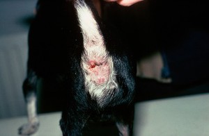 view Chihuahua with anal adenoma, after freezing