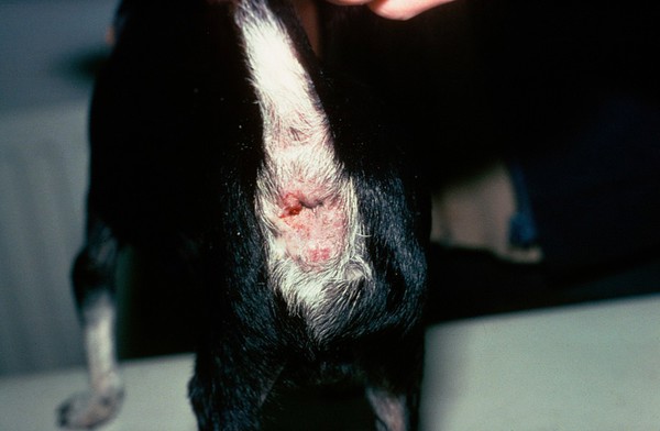 Chihuahua with anal adenoma, after freezing