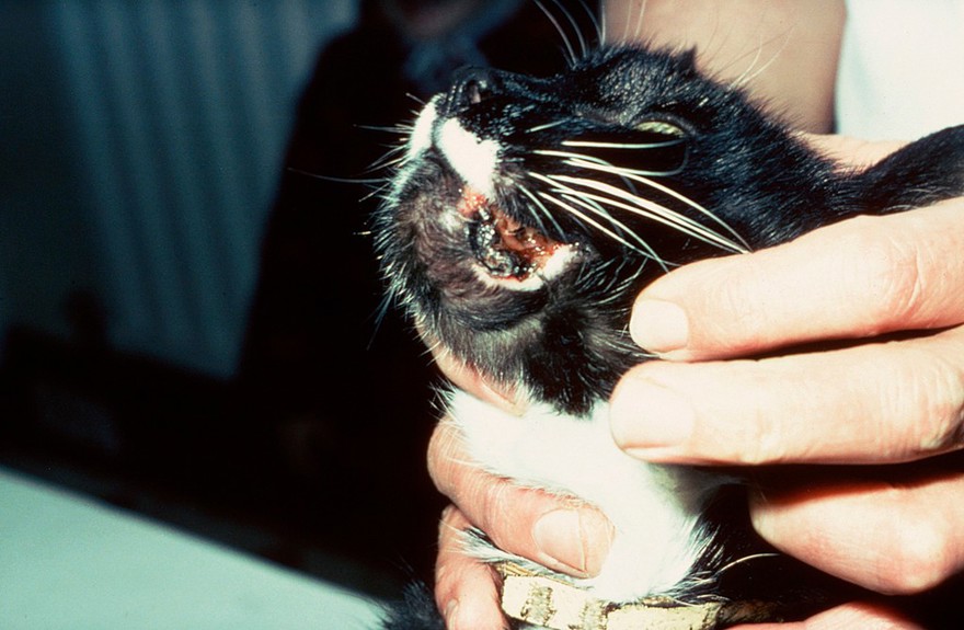Fibrusarcoma on mandible of a cat