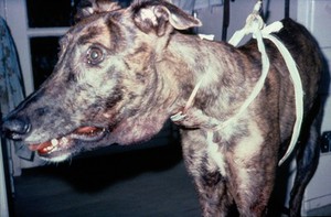 view Greyhound: oedema following cryotherapy