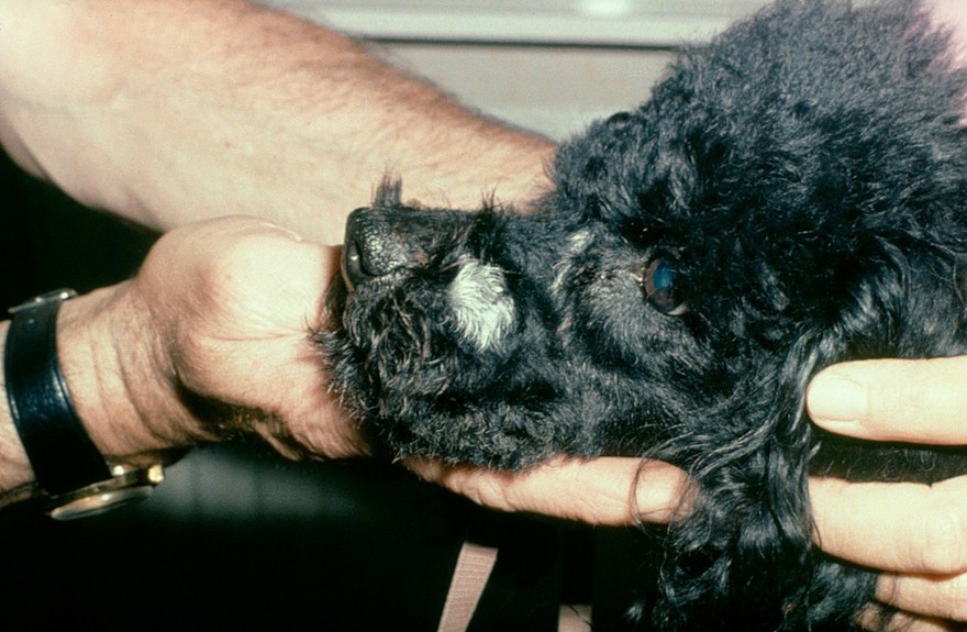 Poodle: depigmented hair after cryotherapy