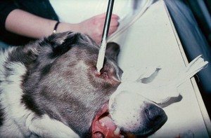 view Adenoma on eyelid of dog - liquid nitrogen