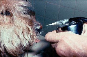 view Dog with chronic infection of nasal alae