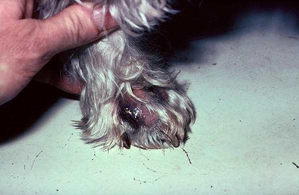 Dog with interdigital cyst - post-freezing