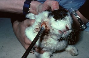 view Rabbit with abcess: freezing cavity