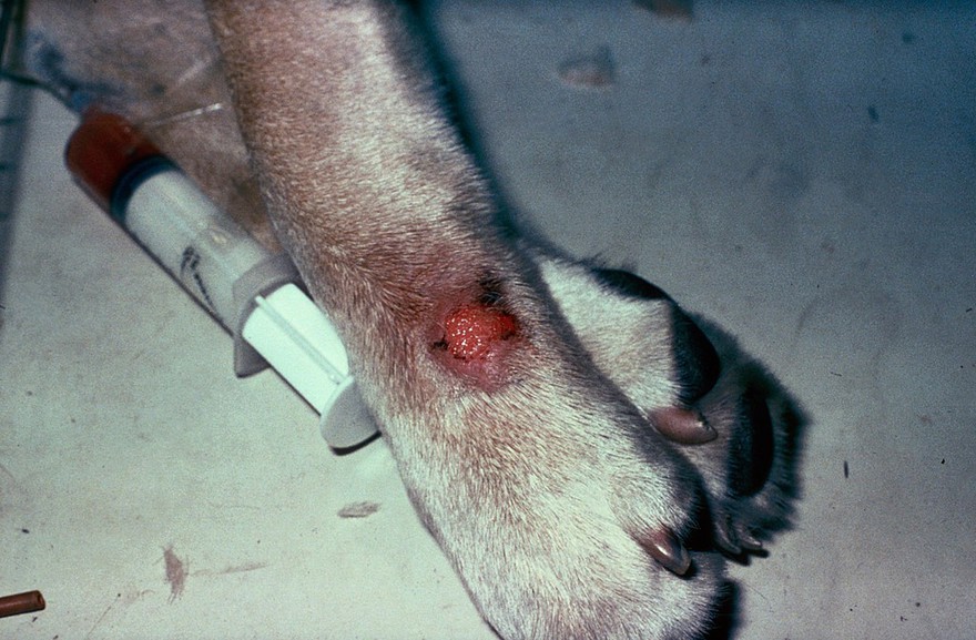 Labrador with lick granuloma - pre-freezing