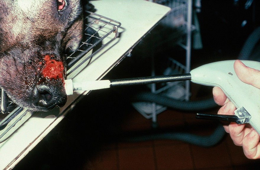 Dog with ulcerated nasal area - freezing