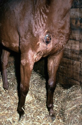 Horse with a sarcoid: post-freezing oedema