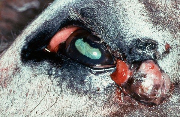 Horse with sarcoid near eye: before freezing