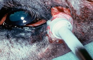view Horse with sarcoid near eye: freezing probe
