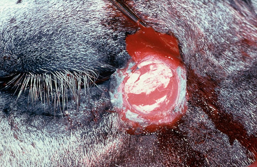 Pony with eyelid tumour - after freezing