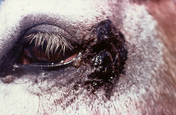 Pony with eyelid tumour - after freezing