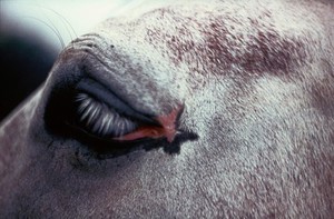 view Pony with eyelid tumour - after freezing