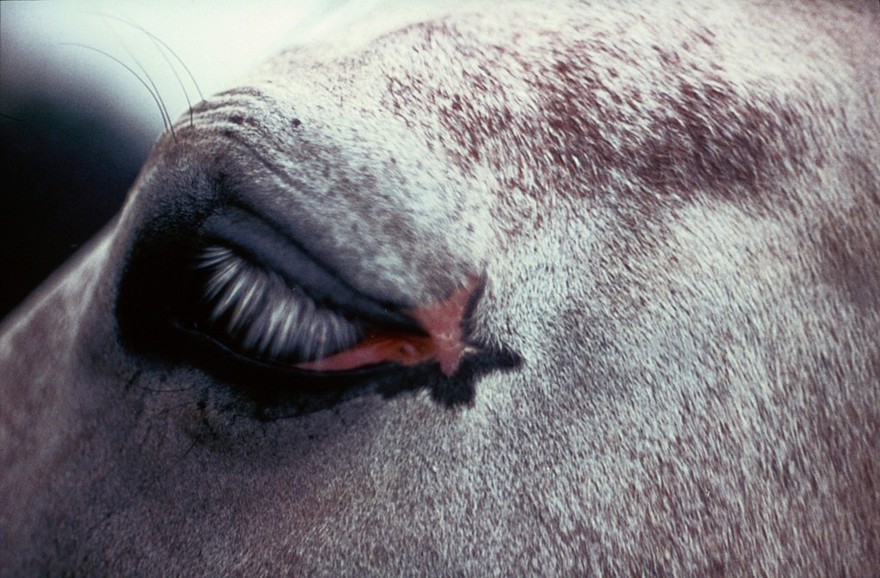 Pony with eyelid tumour - after freezing