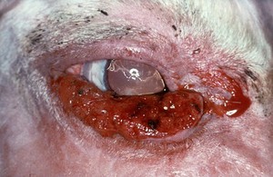view Cow: squamous cell carcinoma - pre-freezing