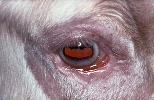 view Cow: squamous cell carcinoma - post-freezing