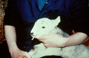 view Hypothermia in newborn lambs: tube feeding