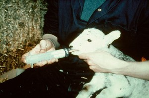 view Hypothermia in newborn lambs: tube feeding