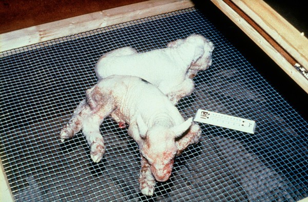 Hypothermia in newborn lambs: warming lambs