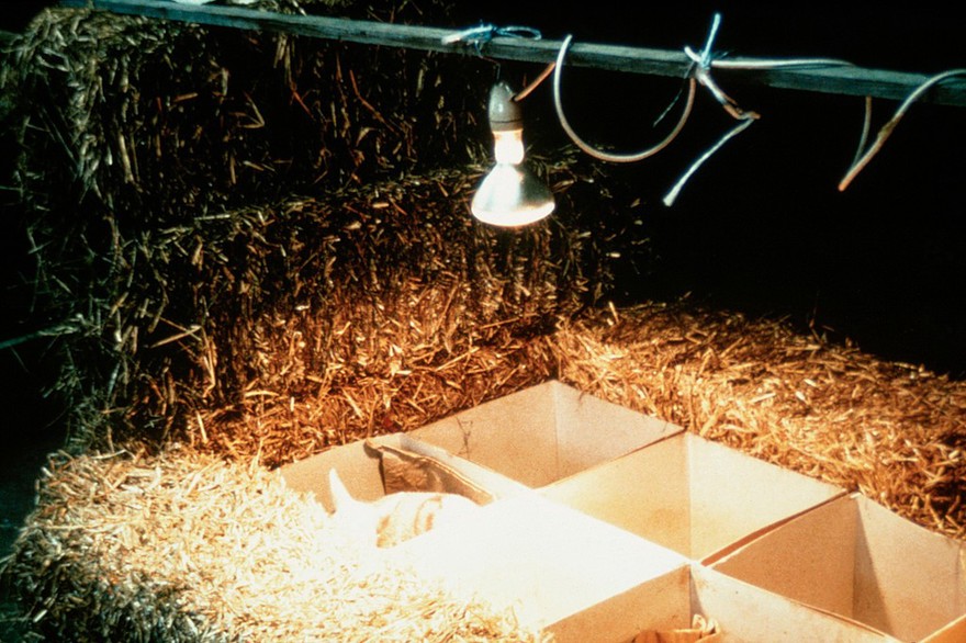 Hypothermia in lambs: warmed isolation pens