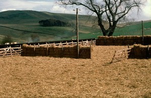 view Intensive lambing area for lowland flock.