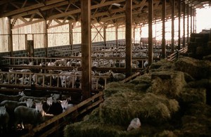 view Ewes housed in a shed.