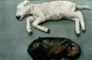 view Sheep: toxoplasmosis - mummified foetuses