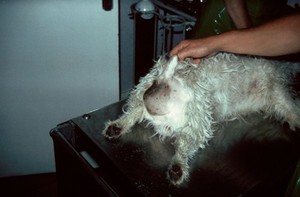 view Dog with right sided perineal rupture