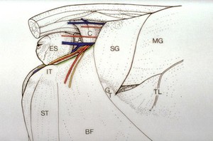 view Diagram: lateral view of the perineal region