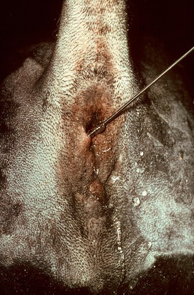 Flushing anal sacs - perineal rupture repair