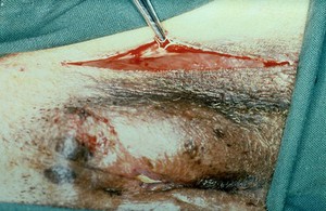 view Skin incision over perineal swelling - dog