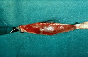 view Perineal rupture repair - operation on dog