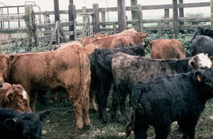 view Copper deficiency: group of calves