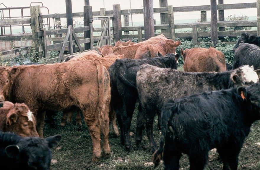 Copper deficiency: group of calves