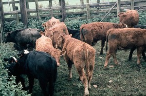 view Copper deficiency: group of calves
