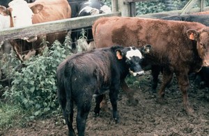 view Gingering of coat - copper deficiency (cow)